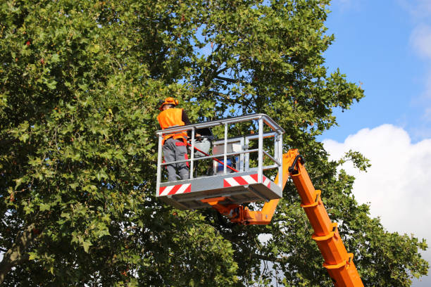 Best Tree Removal Services  in , NE